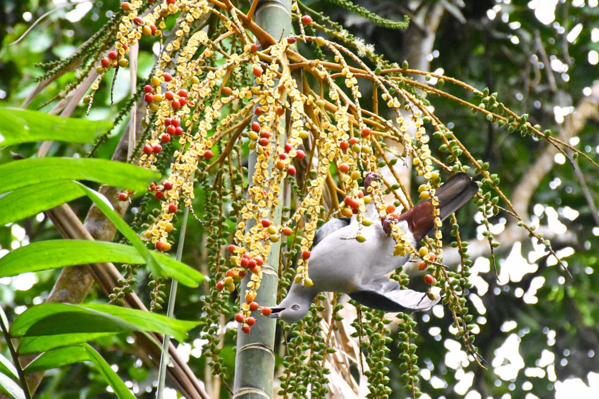Imperial Pigeon