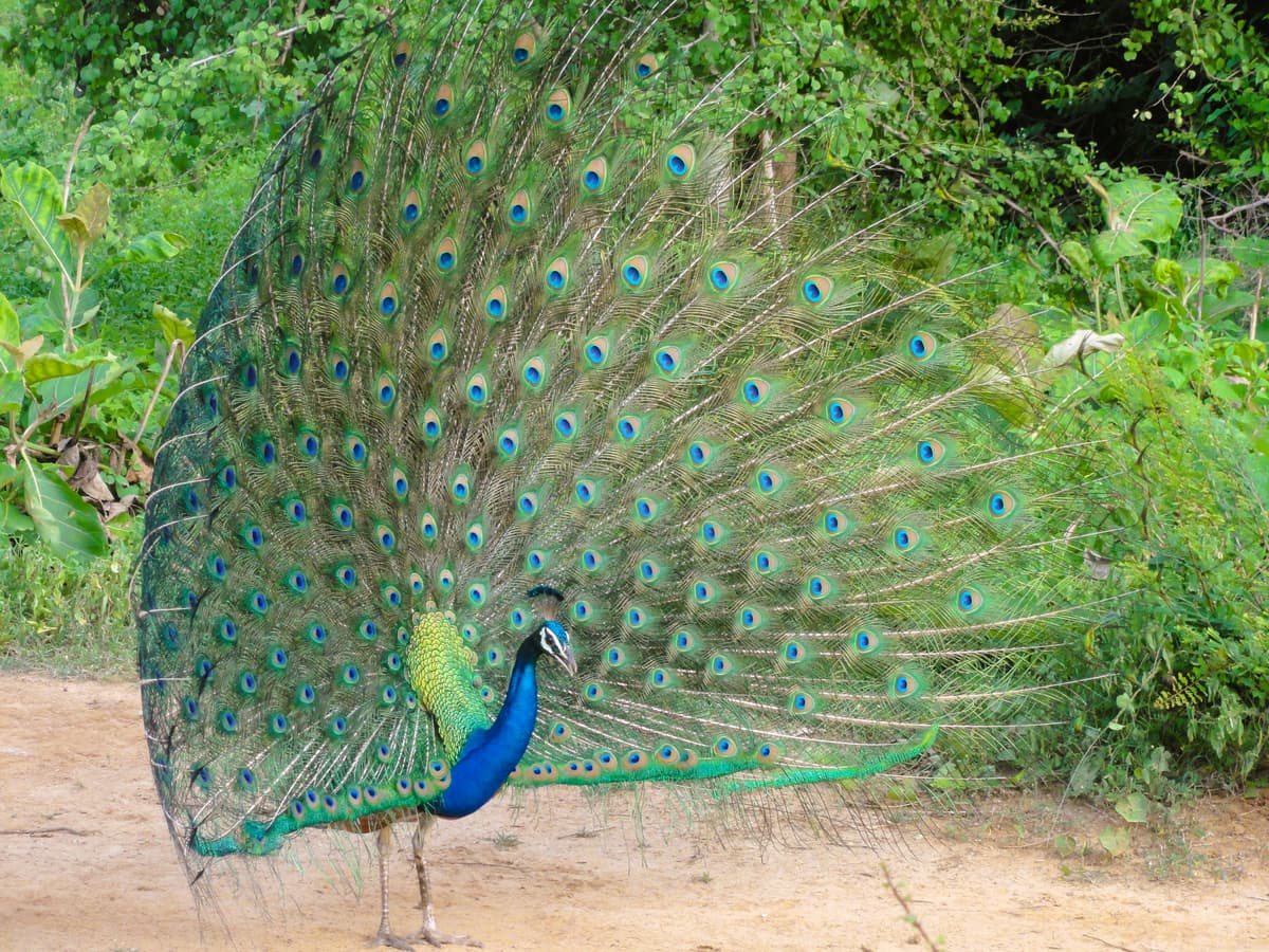 Peacock at Yala