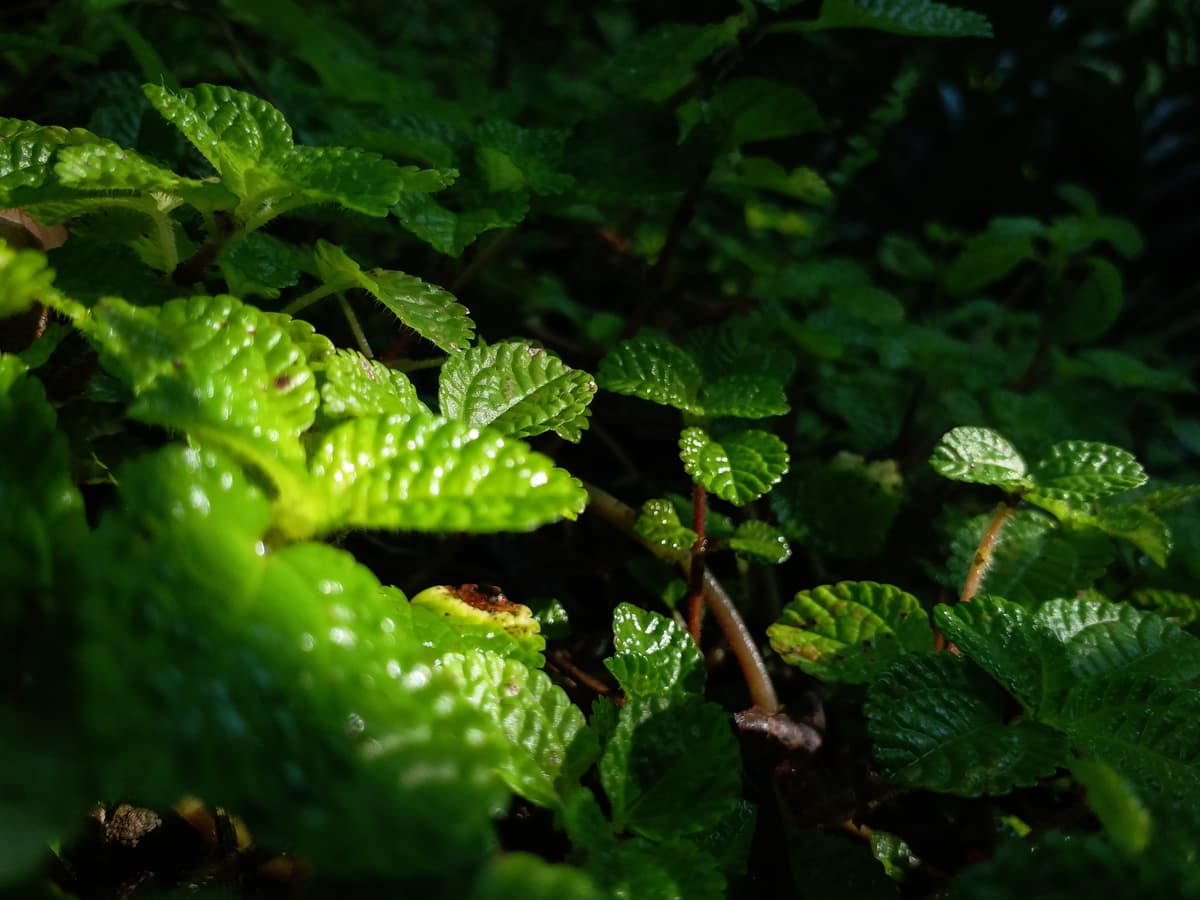 Macro zoom on Garden
