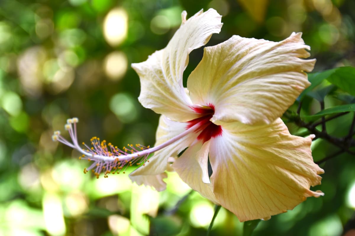 Home Garden Shoeflower